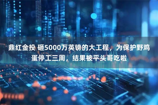 鼎红金投 砸5000万英镑的大工程，为保护野鸡蛋停工三周，结果被平头哥吃啦